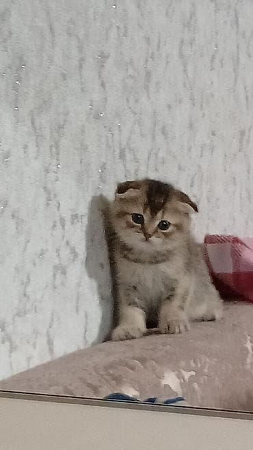 шотландский вислоухий котенок: Шотландская, Самка, Самец, В добрые руки, Платная доставка, Самовывоз — 5