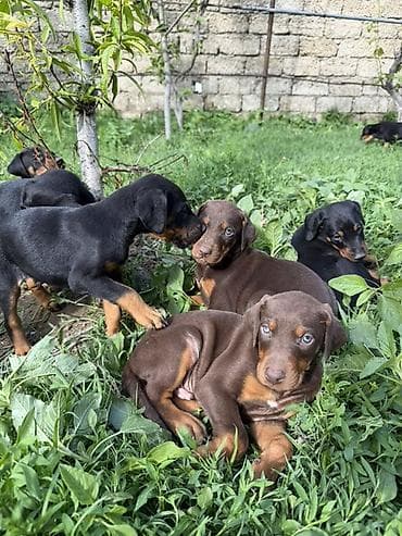 coban iti type 0: Doberman, 1 ay, Peyvəndli — 5