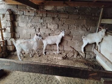 sort keciler: Erkek təkə yaş yarımlıq.1 il 5 ay sanen sortu qiyməti 500 Azn 2 dənə — 3