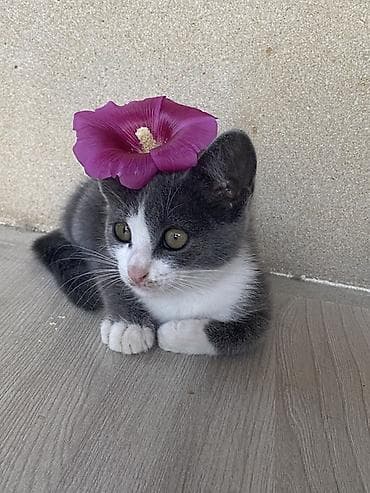 angora pişik: Dişi, Yaxşı əllərə — 1