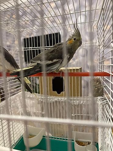 qizil qus: Nimfa (Cockatiel) papuqayları – cüt Babacık deyir,müxtəlif mahnılar — 5