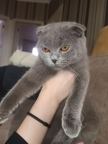 Şotland yastı qulaq, Dişi, Yaxşı əllərə, Ödənişli çatdırılma