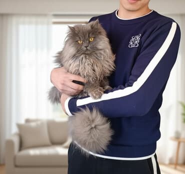 bakıda pişik satışı: Şinşilla, Erkək, Cütləşmə üçün, Pulsuz çatdırılma — 1