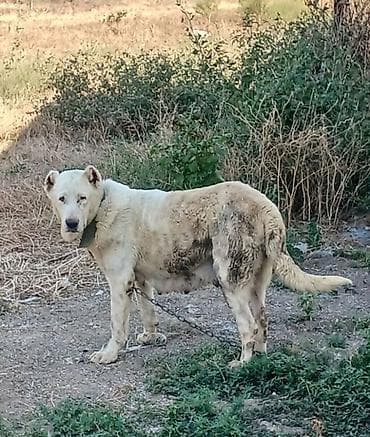 Alabay, Dişi lalafo.az -da Alabay, Dişi