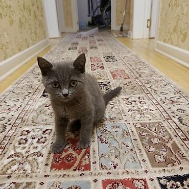 it qiz seksi: Biritan dişi 1 yaşı var cox aqilli pisikdir — 7