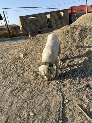 itler piknes: Labrador-retriver, 3 il, Erkek, Sənədli, Ünvandan götürmə — 15