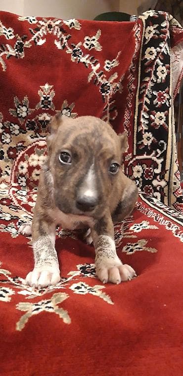 pitbull satılır: Pitbul — 3