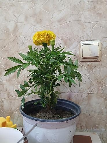Məhsul: Saksi bitkisi – Aşıq çiçəyi (Tagetes, “marigold”) Təsvir: -