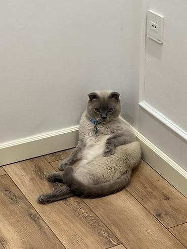 Asia: Britan, Erkək — 1