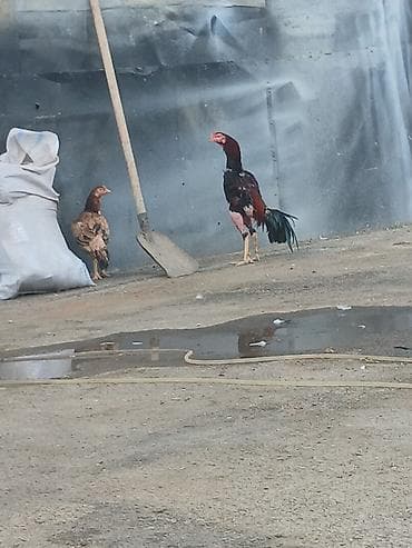 rəngli balıqlar: Malakan (Aseel tipli) xoruz – uzunboy, möhkəm skeletli, güclü ayaqlı — 2