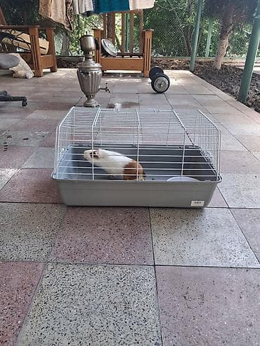 gəmirici: Meşəyə bənzər ağ-qəhvəyi rəngli gvineya donuzu (guinea pig) - Növ — 6