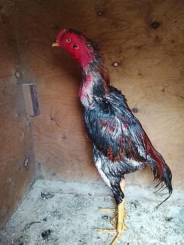 korella tutuqusu haqqında: Xoruz, il: 2 — 1