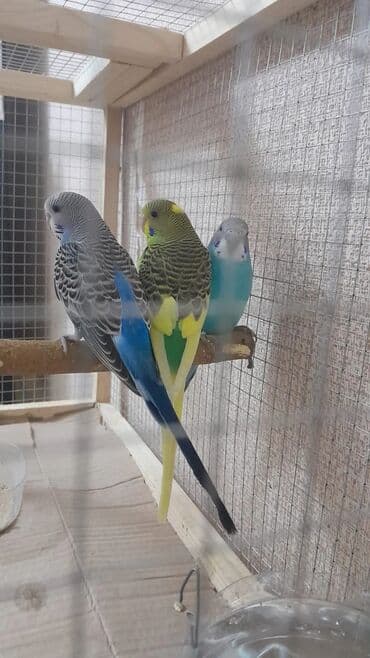 cütləşdirmə: Məhsul: Dalmatin və klassik rəng çalarlarında (mavi-ağ, sarı-yaşıl — 5