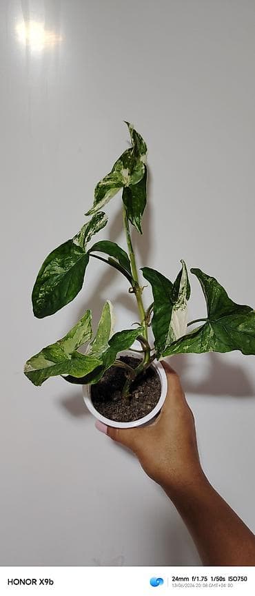Otaq bitkiləri: Otaq bitkiləri – Syngonium kolleksiyası (3 müxtəlif növ) - Syngonium — 2