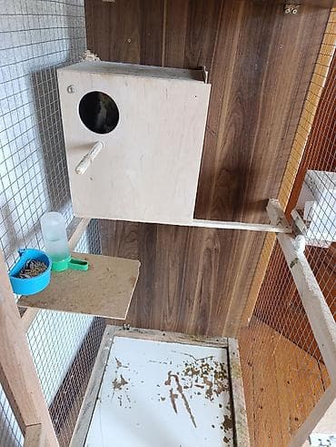 gene ucun derman: 1 çüt erkək və dişi korella 1 yaş quşlar satılır quşlar tam sağlamdır — 5