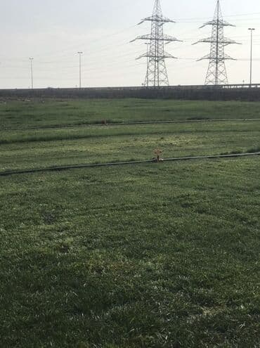 suni qazon qiyməti: Rulonilyan (çəmən örtüyü) – intensiv suvarma sistemi ilə becərilmiş — 1