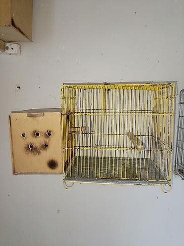 qaz qus: Qəfəs folluqlu yuva — 1