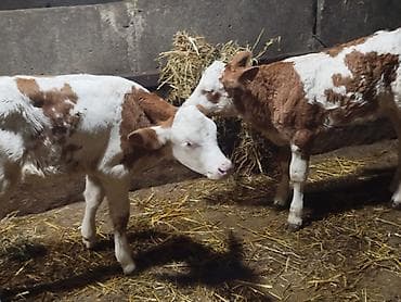 Рогатый скот: Salam. Sağlam, təmiz simmental buzovlardir. Başqa buzovlarda var — 2
