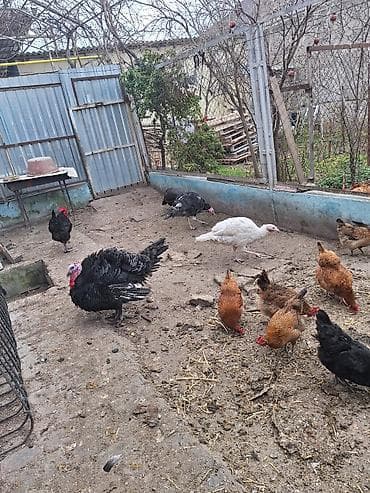 2 xoruz 2 fərədi ramanıdadı . yumurtuyullar ağ fərə uje lalafo.az -da 2 xoruz 2 fərədi ramanıdadı . yumurtuyullar ağ fərə uje