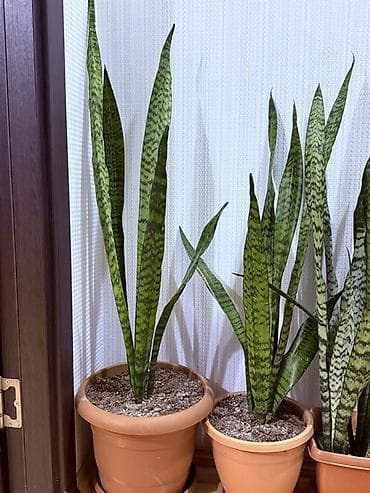 diffenbaxiya bitkisi haqqinda melumat: Məhsul: 20 Manatdan başlayır Sansevieria (Qaynanadilin) otaq bitkiləri — 1