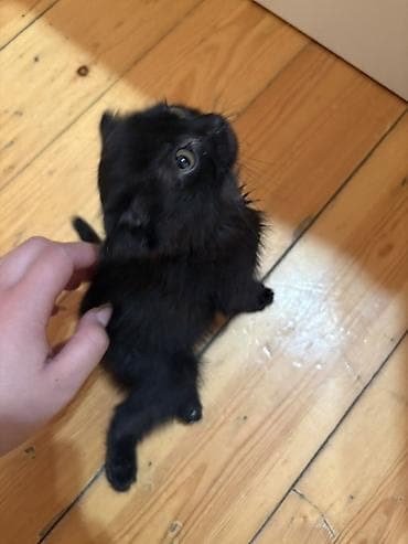 pişik satisi: Yaxşı əllərə — 4