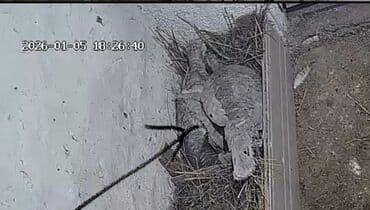 mayali yumurta satisi: Dişi, Kanada, Yumurtalıq, Ödənişli çatdırılma — 6