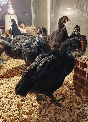 qoyun satilir: Salam Aleykum, Dunyanın ən iri cinsi olan Jersey Gigant toyuqunun 35 — 5