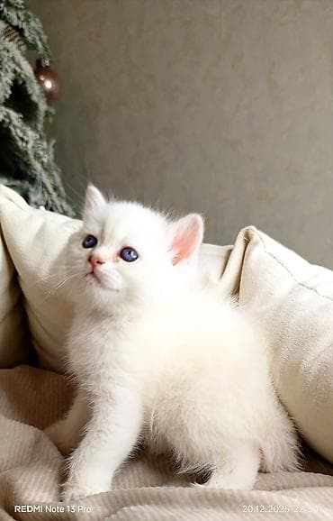 coban it adlari: Məhsul: Ağ tüklü balaca pişik (mavi gözlü) Təsvir: - Yumşaq, sıx — 10