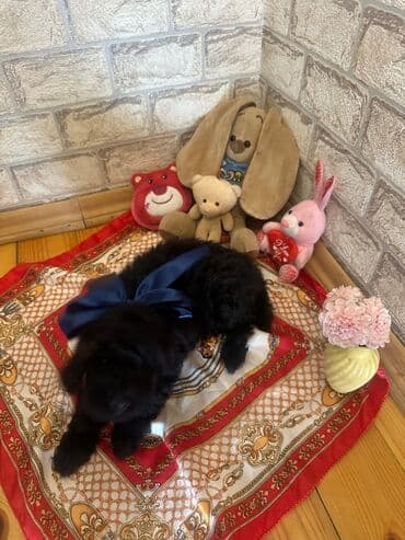 barter it: Şekilleri götürmeyin - Cins: Toy Pudel (mini) - Rəng: qara, ve — 10