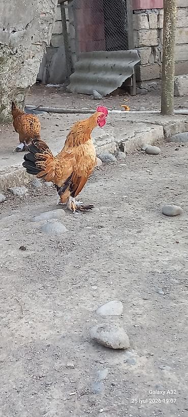 ərəb atı: Toyuq, Damazlıq — 2
