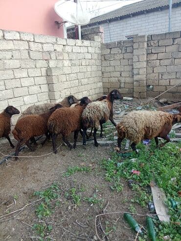 Аквариумы: Qoyun sürüsü – ət və damazlıq üçün - Növ: yerli cins qaragül/qəhvəyi — 2