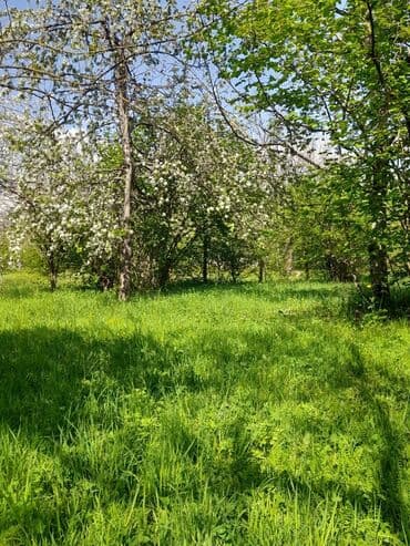 аренда и продажа недвижимости: 30 sot, Kənd təsərrüfatı, Mülkiyyətçi, Kupça (Çıxarış) — 9