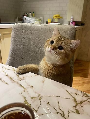 Britan, Erkək, Ünvandan götürmə lalafo.az -da Britan, Erkək, Ünvandan götürmə