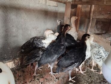 Dişi, Amerika, Damazlıq, Ödənişli çatdırılma