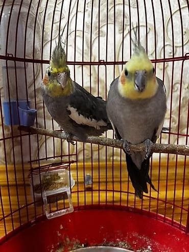 Quşlar: Cüt papuqaylar satılır tam sağlamdır — 5