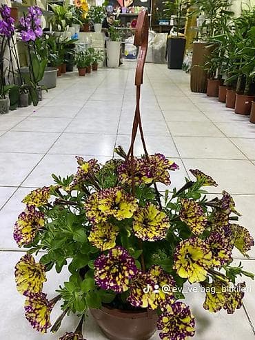 gül buketleri: Asılqan güllər – asma səbətdə dekorativ çiçəkli bitkilər - Asma — 5