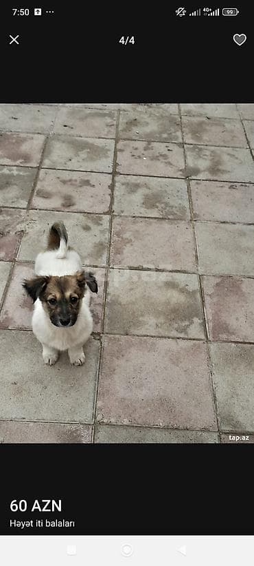 itleri: Zvonok, 3 ay, Dişi, Ünvandan götürmə — 3