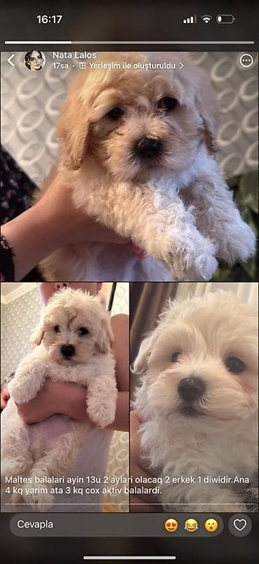 pekines balaları: Quzu, Erkək, ay: 2, 3 kq — 1