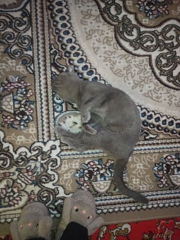 Boz rəngli ev pişiyi - Rəng: vahid kül/boz tük örtüyü, qısa və hamar — 2