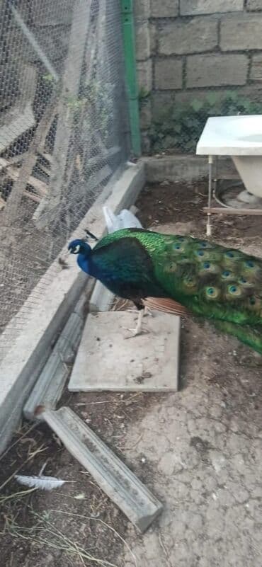 cins inekler azerbaycanda: Tovuzquşu satılır: fərələr 5 yaş:100 manat xoruz 6 yaş (qaraqanad):350 — 4