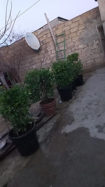 otaq bitkileri: Heca (Pittosporum tobira) dekorativ koldar – iri qara plastik və — 5