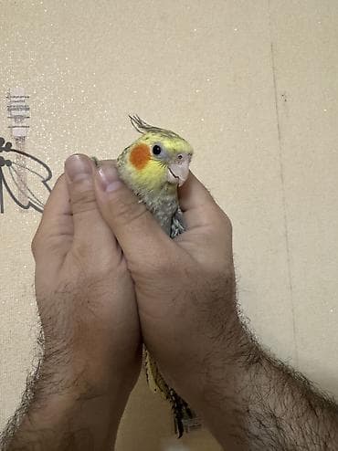 papuqay quş: AĞCABƏDİ RAYONU ÖZ YETİŞDİRDİYİMİZ BALA 2 AYLIQ XORUZ ƏLƏ TAM — 9