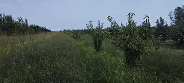 mingecevirde kiraye ev: 44 sot, Kənd təsərrüfatı, Mülkiyyətçi, Kupça (Çıxarış) — 9