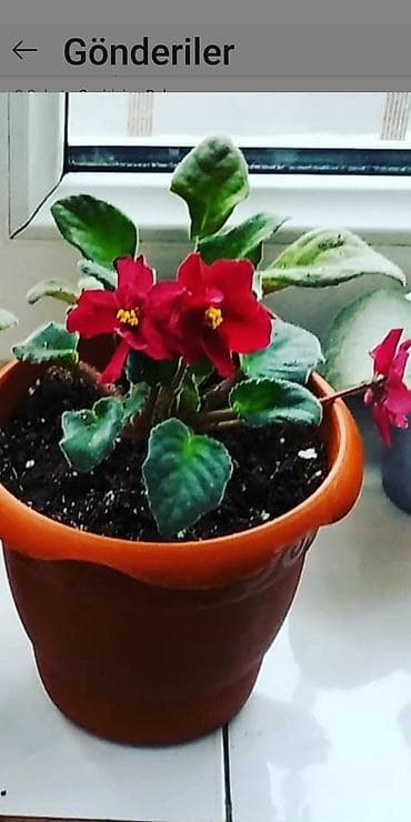 Proton: Statiorlari 4 azn — 1