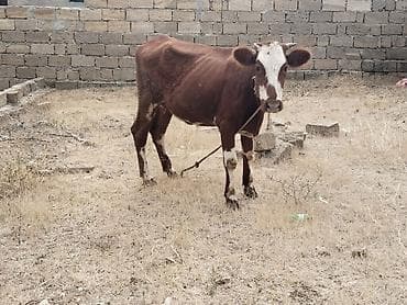 kreditle inekler: Salam tam saglam ana balali inekdir balasi erkekdi isdeyen elaqe — 2