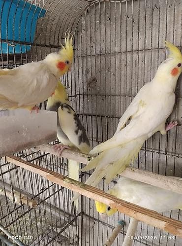 dekorativ quslar: Hazir quslar bir ədəd 50 azn Nimfa (Cockatiel) papuqayları – sarı — 2