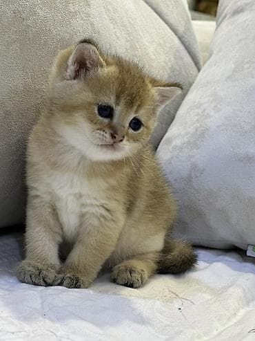 pişiy: Britan — 5