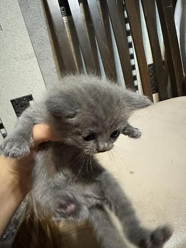 husky balasi satilir: Erkək, Dişi, Yaxşı əllərə — 3