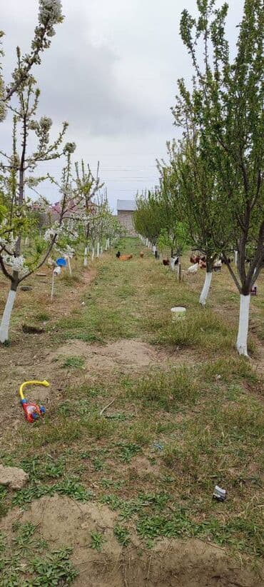 türkanda torpaq: 15 sot, Tikinti, Makler, Bələdiyyə, Kupça (Çıxarış) — 4