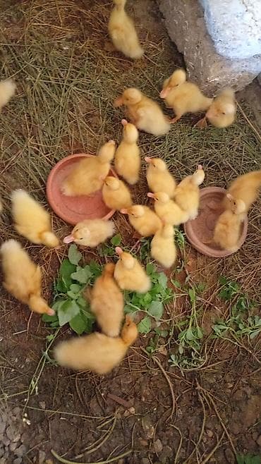 lal ordeki: Məhsul: Səsli ağ ördək 🦆 (sarı tüklü, 15 günlük) Qiymət: 2.50 azn — 1